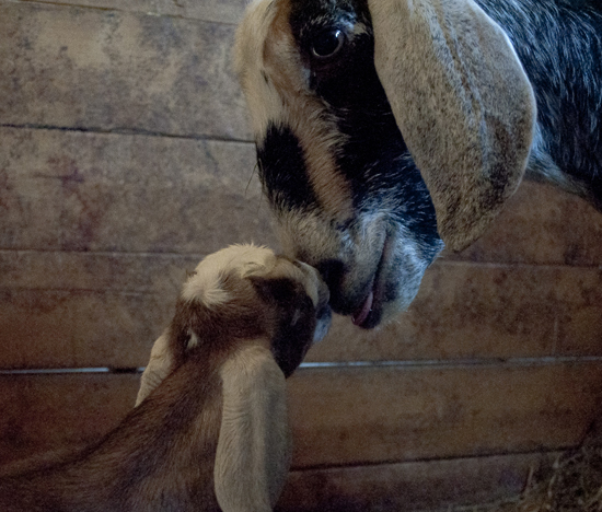 Dairy Goat Farming: Milking Goats for All They�re Worth